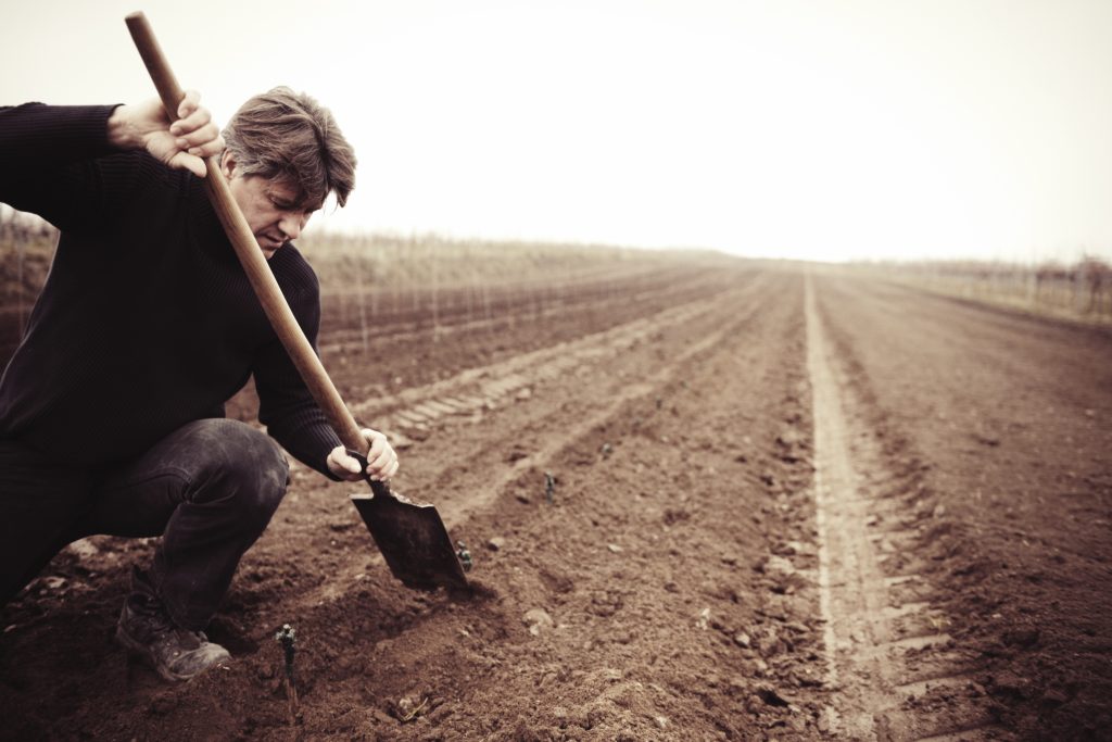 Aanplant van een nieuwe wijngaard